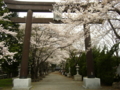 [風景・景観][花][桜]