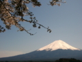 [風景・景観][花][桜]