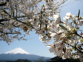 [風景・景観][花][桜]