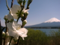 [風景・景観][花][桜]