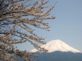 [風景・景観][花][桜]