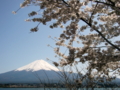 [風景・景観][花][桜]