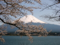 [風景・景観][花][桜]