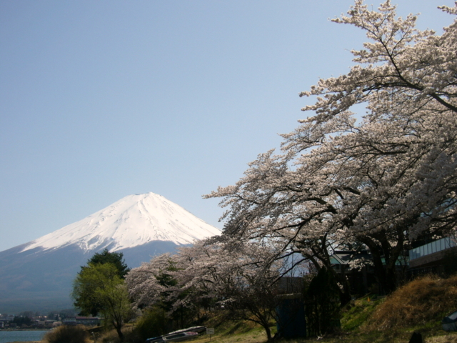 [風景・景観][花][桜]