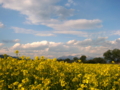 [花][菜の花][風景・景観]