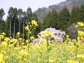 [桜]坪井のしだれ桜（長野県上高井郡高山村）