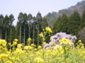 [桜]坪井のしだれ桜（長野県上高井郡高山村）