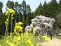 [桜]坪井のしだれ桜（長野県上高井郡高山村）