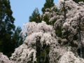 [桜]坪井のしだれ桜（長野県上高井郡高山村）