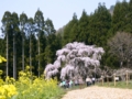 [桜]坪井のしだれ桜（長野県上高井郡高山村）