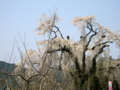 [桜]横道のしだれ桜（長野県上高井郡高山村）