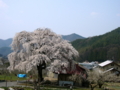 [桜]中塩のしだれ桜（長野県上高井郡高山村）