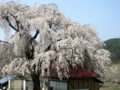 [桜]中塩のしだれ桜（長野県上高井郡高山村）