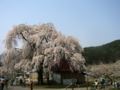 [桜]中塩のしだれ桜（長野県上高井郡高山村）