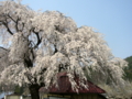 [桜]中塩のしだれ桜（長野県上高井郡高山村）