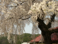 [桜]中塩のしだれ桜（長野県上高井郡高山村）