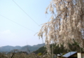 [桜]中塩のしだれ桜（長野県上高井郡高山村）