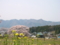 黒部のエドヒガン桜（長野県上高井郡高山村）