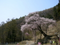 [桜]赤和観音のしだれ桜（長野県上高井郡高山村）