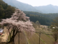 [桜]赤和観音のしだれ桜（長野県上高井郡高山村）