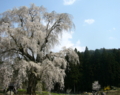 [桜]水中のしだれ桜（長野県上高井郡高山村）