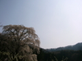 [桜]水中のしだれ桜（長野県上高井郡高山村）