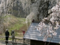 [桜]水中のしだれ桜（長野県上高井郡高山村）