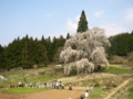 [桜]水中のしだれ桜（長野県上高井郡高山村）