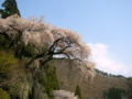 [桜]大日向観音堂のしだれ桜（長野県須坂市）