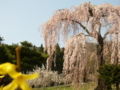 [桜]弁天さんのしだれ桜（長野県須坂市）