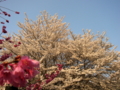 [風景・景観][桜]谷厳寺（長野県中野市）