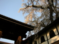 [風景・景観][桜]谷厳寺（長野県中野市）