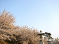 [風景・景観][桜]谷厳寺（長野県中野市）