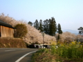 [風景・景観][桜]谷厳寺（長野県中野市）