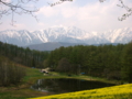 [菜の花][花][風景・景観]