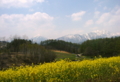 [菜の花][花][風景・景観]