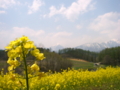 [菜の花][花][風景・景観]