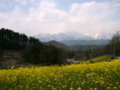 [菜の花][花][風景・景観]