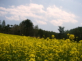 [菜の花][花][風景・景観]