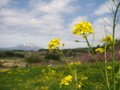 [菜の花][花][風景・景観]丹霞郷 （長野県飯綱町）