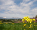 [菜の花][花][風景・景観]丹霞郷 （長野県飯綱町）