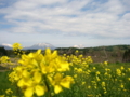 [菜の花][花][風景・景観]丹霞郷 （長野県飯綱町）