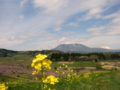 [菜の花][花][風景・景観]丹霞郷 （長野県飯綱町）[花][風景・景観]