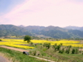 [菜の花][花][風景・景観]千曲川河川敷 （長野県飯山市）