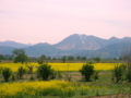 [菜の花][花][風景・景観]千曲川河川敷 （長野県飯山市）