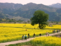 [菜の花][花][風景・景観]千曲川河川敷 （長野県飯山市）