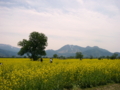 [菜の花][花][風景・景観]千曲川河川敷 （長野県飯山市）