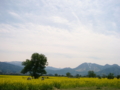 [菜の花][花][風景・景観]千曲川河川敷 （長野県飯山市）