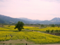 [菜の花][花][風景・景観]千曲川河川敷 （長野県飯山市）