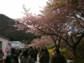 [風景・景観][花][桜]河津桜まつり（静岡県河津町）